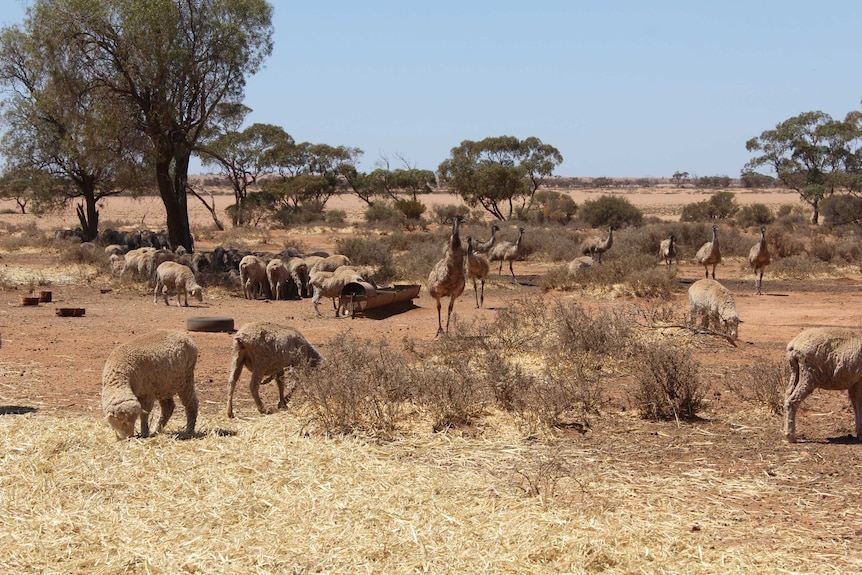 Sheep and emu eating hay together in the outback.