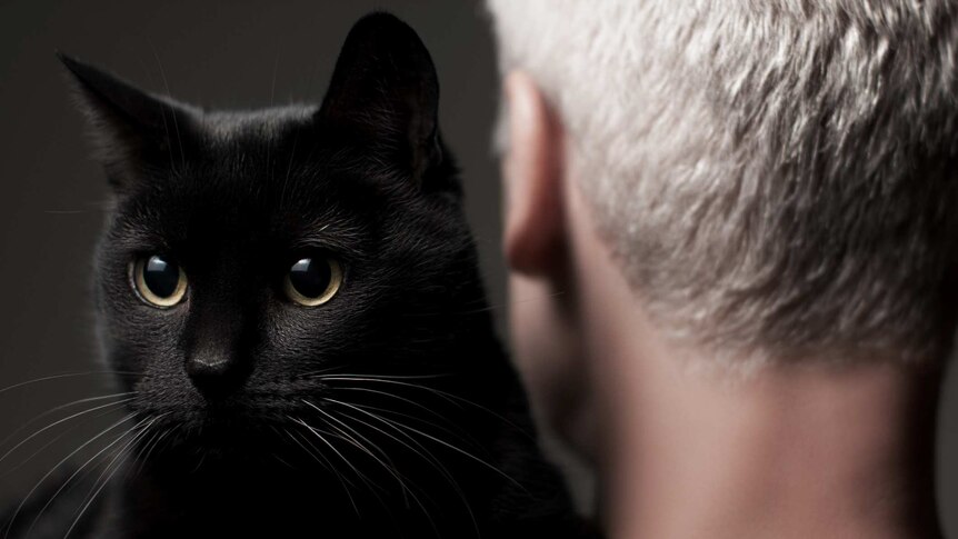Black cat faces the camera from the shoulder of a silver-haired man whose face is not visible