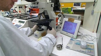 A scientist looks through a microscope