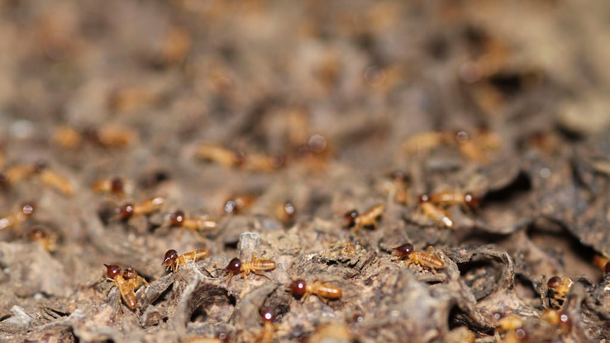 Termites