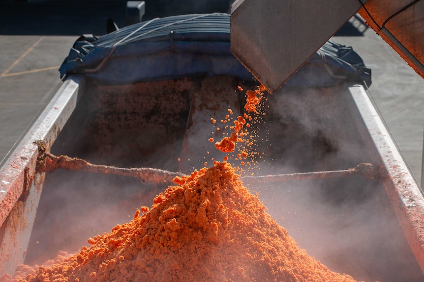 Carrot fibre coming out of a chute and into the back of a truck, ready to be turned into powder.