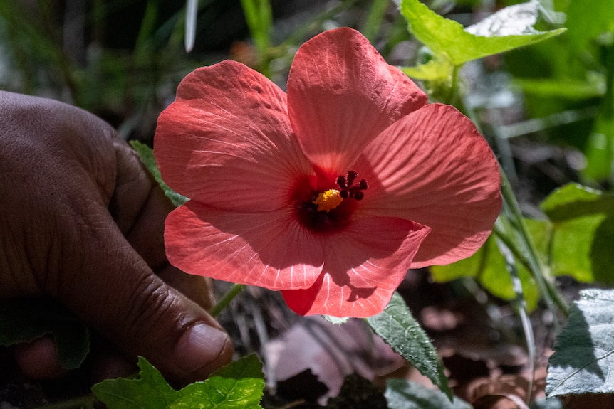 pink flower with yellow stamen