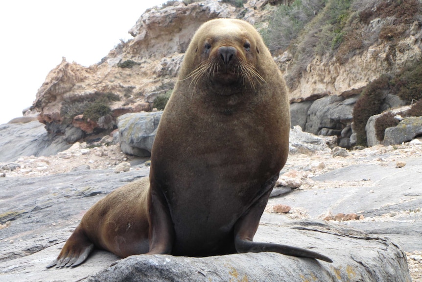 A large brown sea lion sits on a rock and stares at the camera.