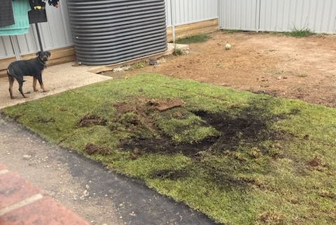 A dog standing next to a damaged lawn with a big hole in the middle.