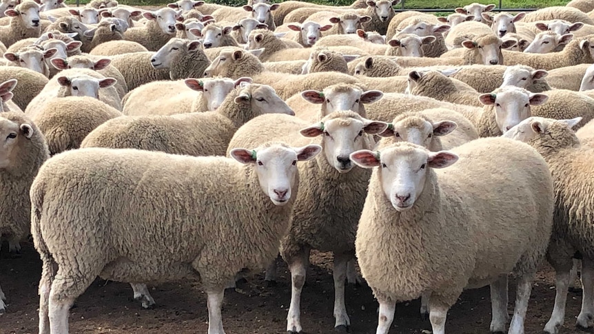 Picture of a herd of female sheep in stock yards.