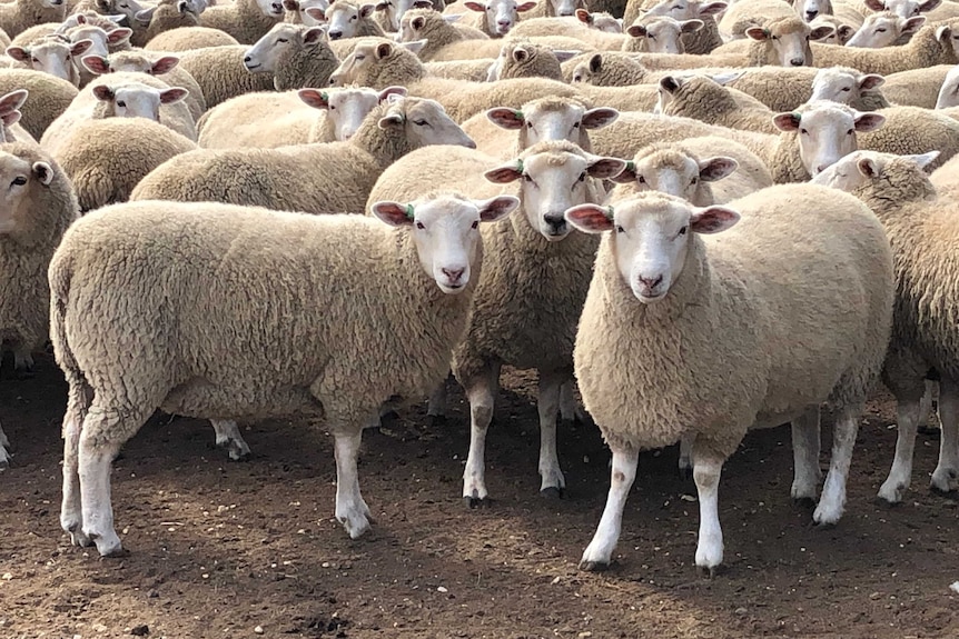 Picture of a herd of female sheep in stock yards.