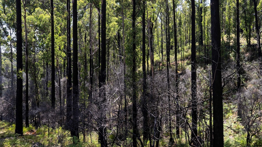 A number of tall thin burnt trees in a forest.