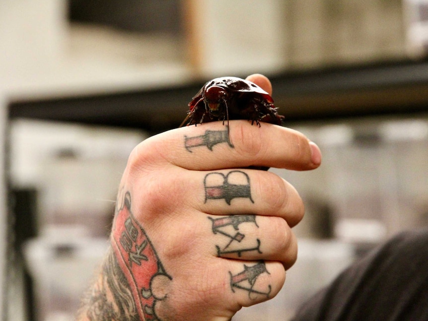 A giant burrowing cockroach is pictured being held in Mr Bermingham's hand