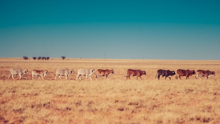A line of cattle walking across a dry paddock, with a blue sky above.