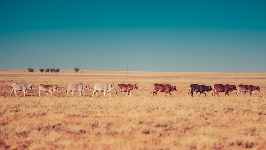 A line of cattle walking across a dry paddock, with a blue sky above.