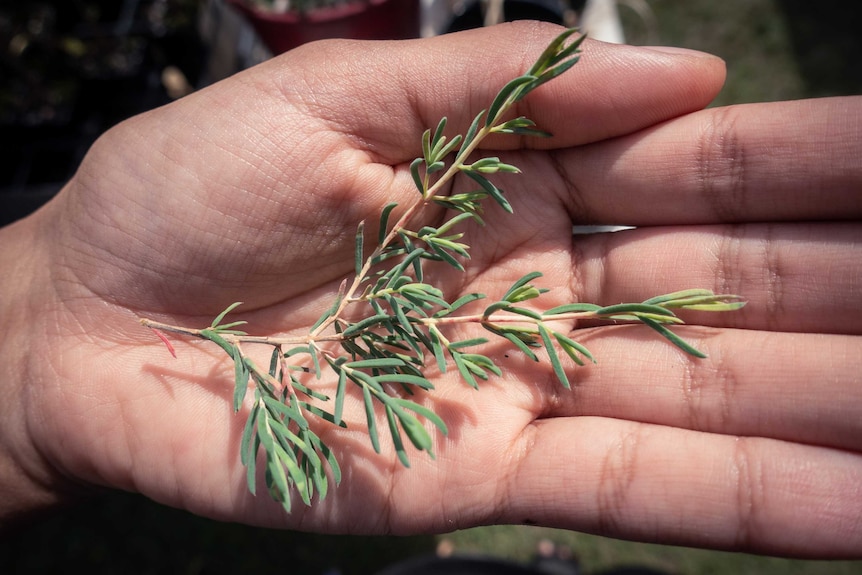 Green thin, spindly leaves attached at a stalk sit in an open hand.