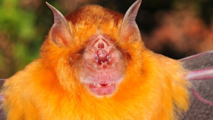 Close up shot of the bright orange leaf-nosed bat.