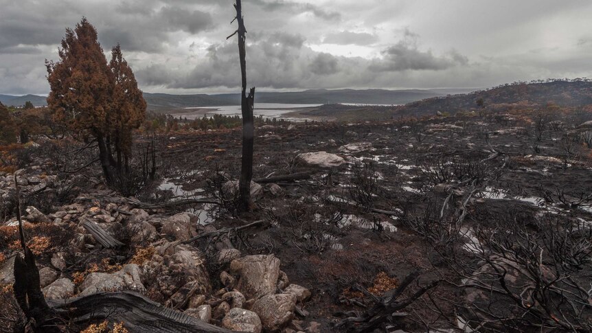 A post-apocalyptic scene in Tasmania's World Heritage Area