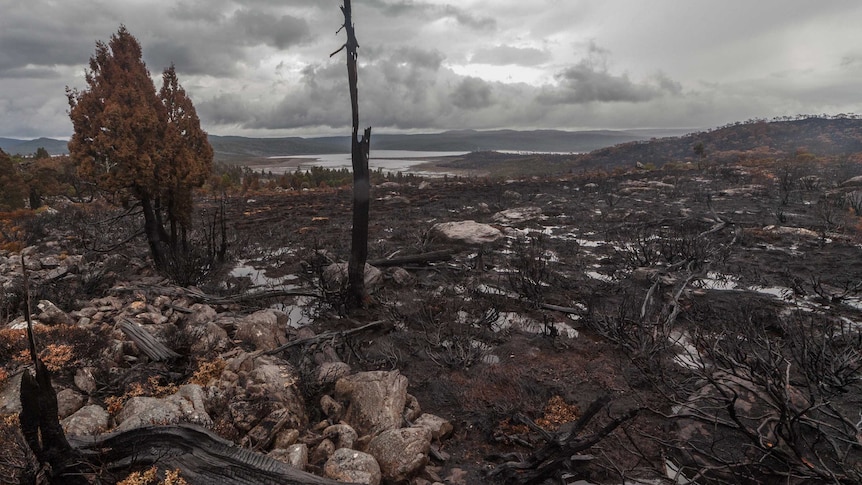 Tasmania's World Heritage Area devastation