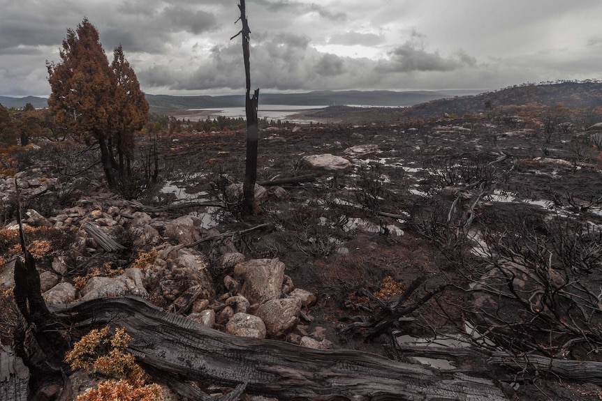 A post-apocalyptic scene in Tasmania's World Heritage Area