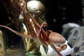 Attention grab: Paul the oracle octopus (Wolfgang Rattay: Reuters)