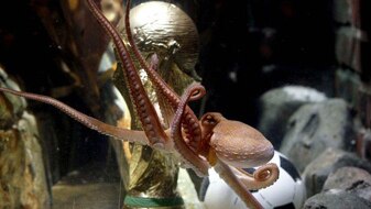 Attention grab: Paul the oracle octopus (Wolfgang Rattay: Reuters)