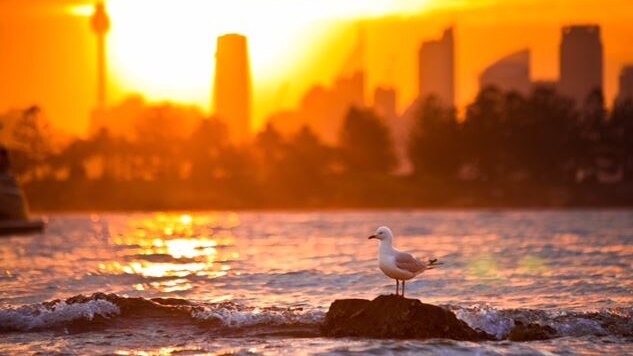 A seagull stands on a rock in Sydney Harbour in the foreground, with heat haze above Sydney city visible in the background.
