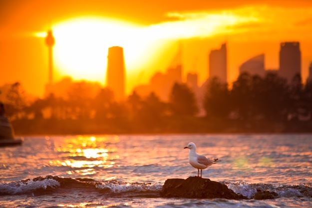 A seagull perches on a rock in Sydney Harbor in the foreground, with a heat haze over the city of Sydney visible in the background.