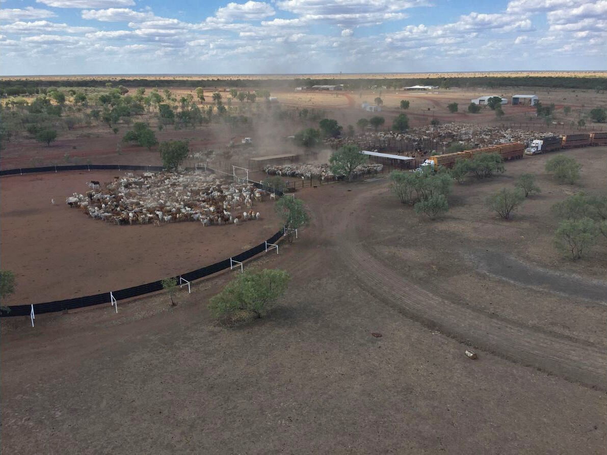 an aerial shot of cattle in yards with trucks and houses behind.