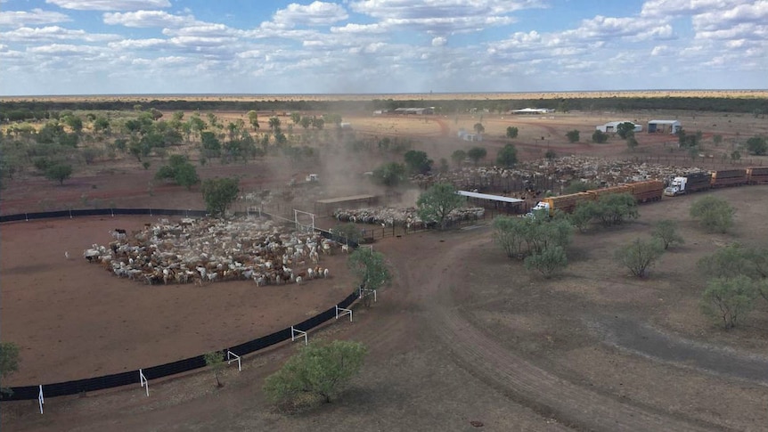 an aerial shot of cattle in yards with trucks and houses behind.