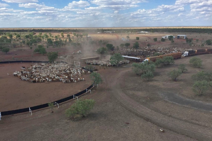 an aerial shot of cattle in yards with trucks and houses behind.