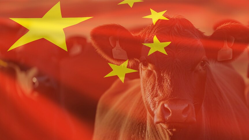 Chinese flag with cattle