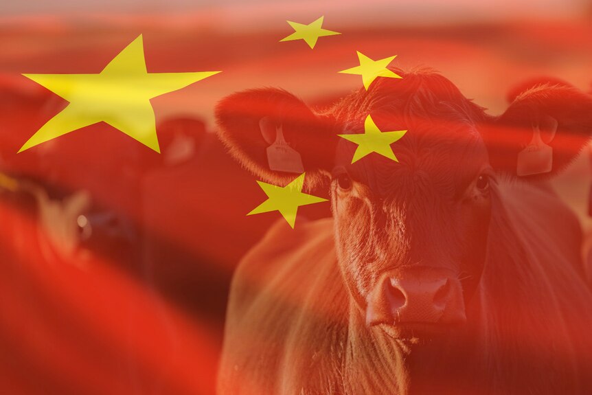 Chinese flag with cattle