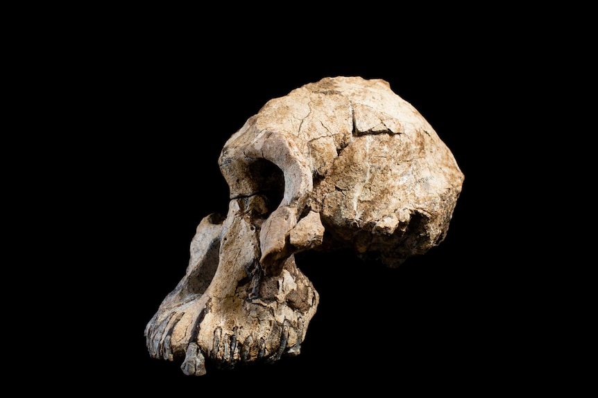 Side shot of Australopithecus anamensis skull