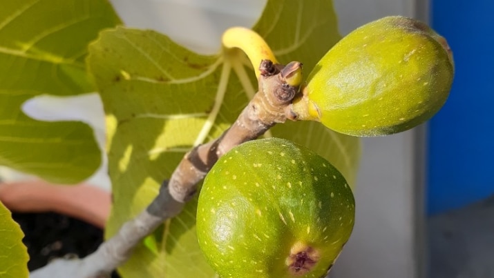 Close-up of ripening figs.