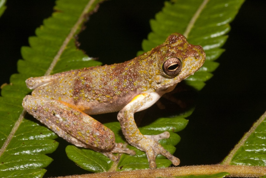 A spotted brown frog on a leaf.