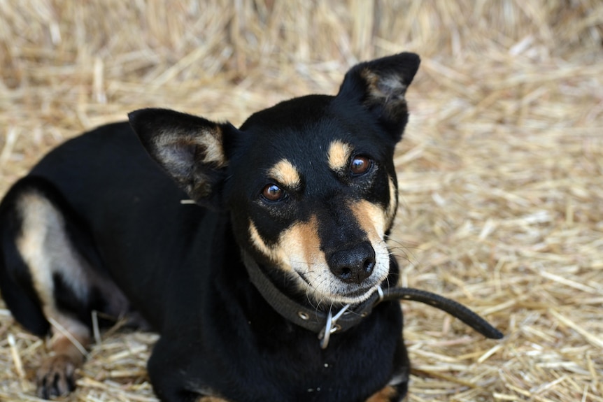 A close up of a black and tan dog 