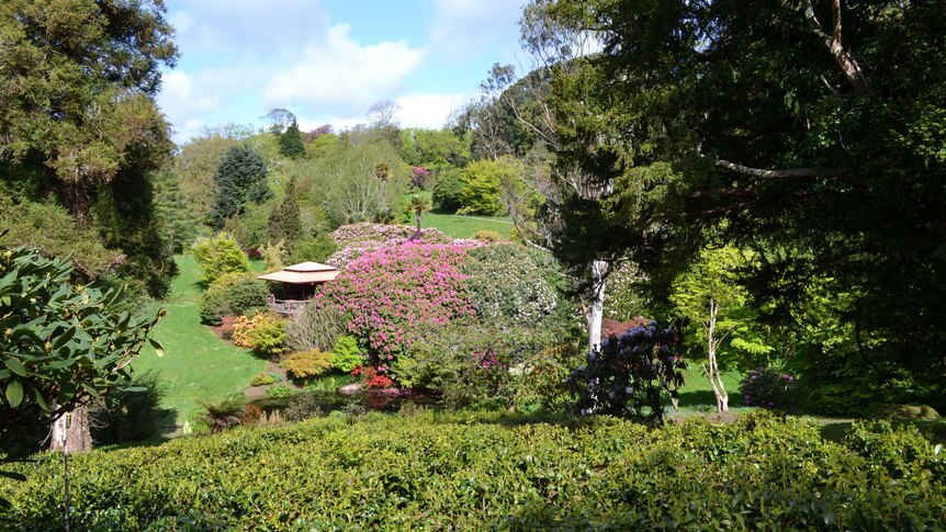 A thriving tea plantation in Cornwall.