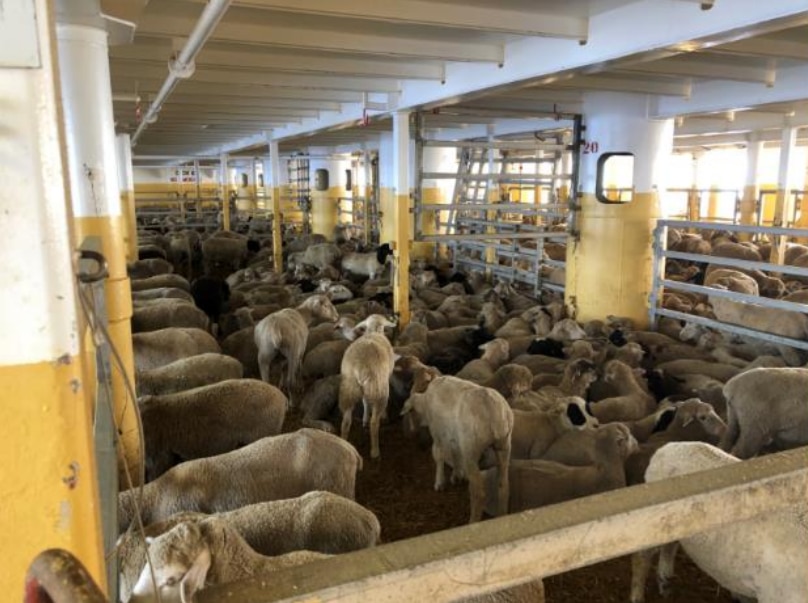 A photo of sheep  inside a pen 