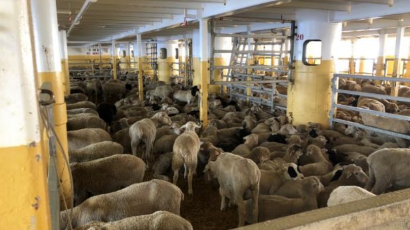 Les problèmes de bien-être demeurent pour le bétail au large des côtes de l’État de Washington après le retour du navire de la mer Rouge, dans un contexte de problèmes de sécurité