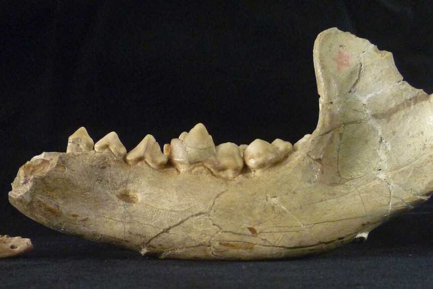 The lower jaw of a birddog (L) and the bigger beardog jaw (R).