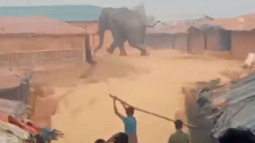 An elephant runs through the camp as villages flee in panic, one man holding a stick.