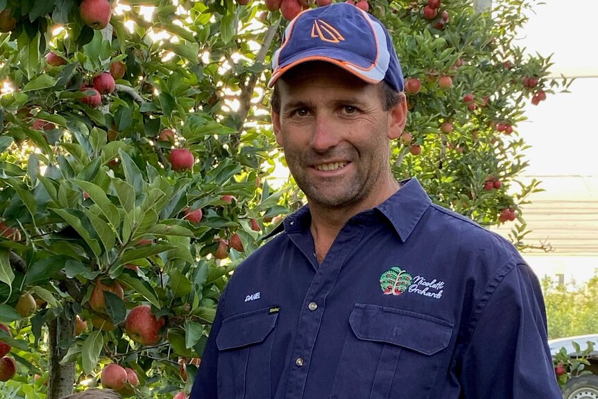Man in a blue work shirt and cap standing in an apple orchard.