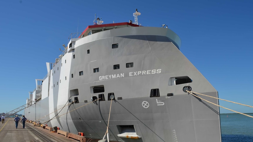 Loading cattle on the Greyman Express