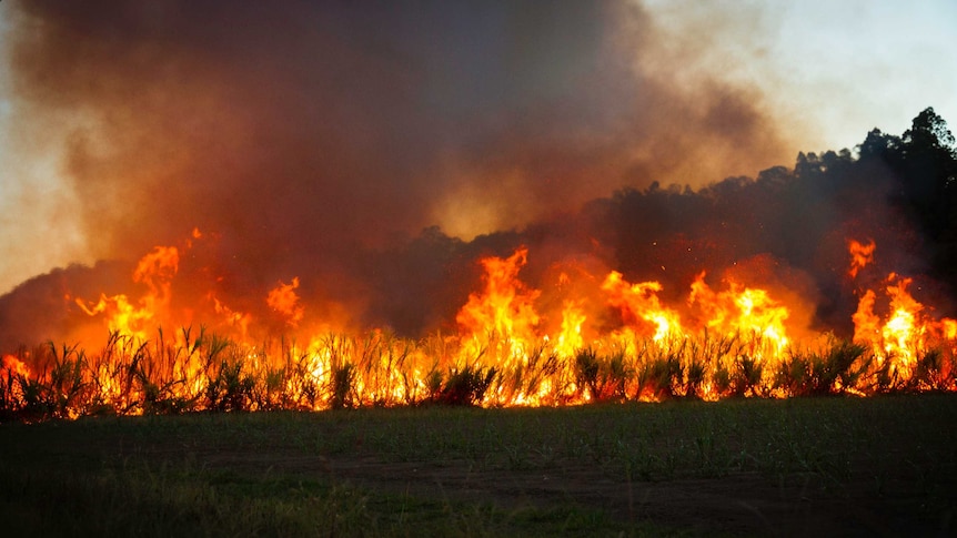 Sugar cane on fire