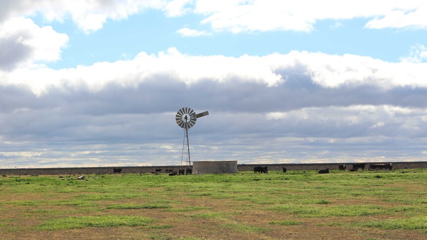 Sheep farm with windmill in the distance