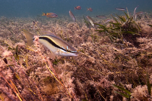 An underwater shot of fish swimming among seagrass at Shark Bay.