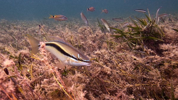 An underwater shot of fish swimming among seagrass at Shark Bay.