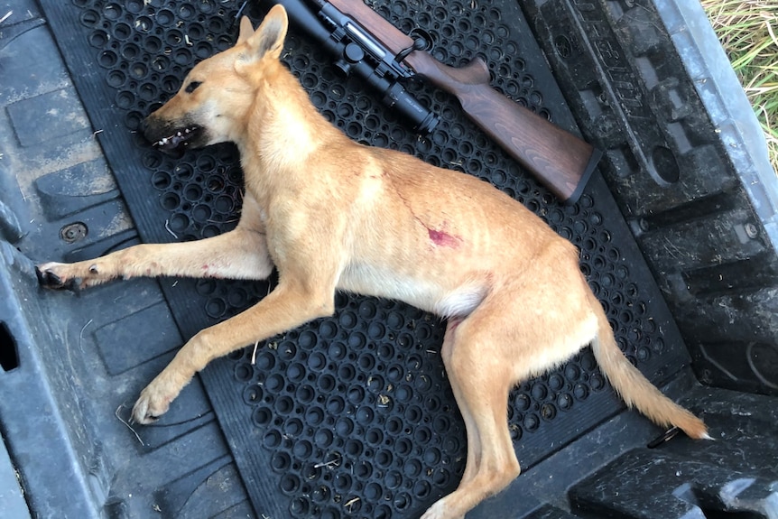 Dead dog with yellow fur laying beside a rifle.  