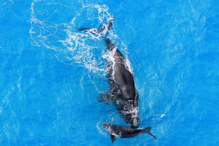 An aerial photo of a whale and its calf.