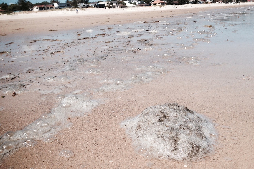 Dirty bubbles on the sand at Adelaide's west beaches