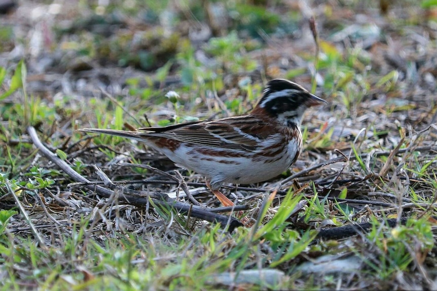 A brown and white small bird perched on groundcover.