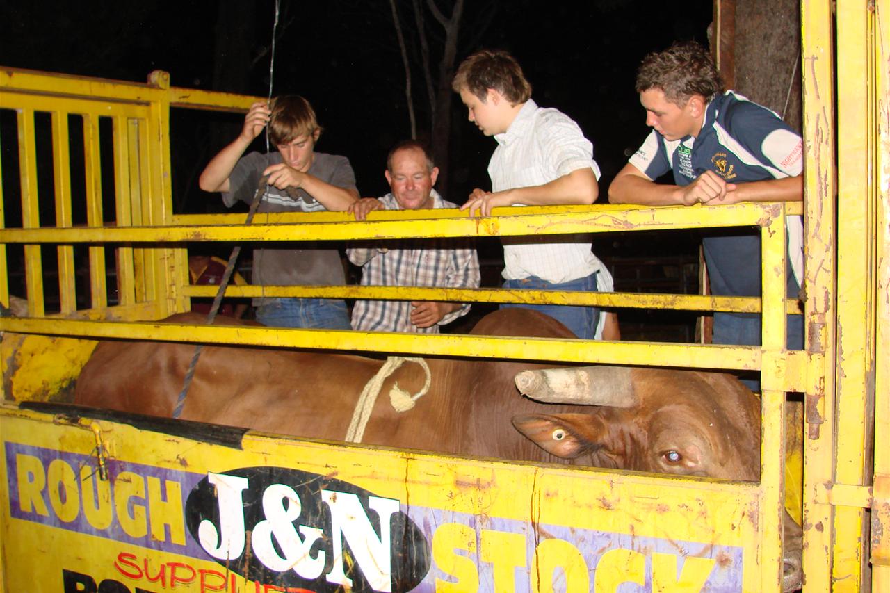 Riders mount up for bucking-bull practice - ABC News
