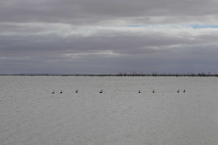A lake, with black swans visible on its surface and dead trees sticking up through the water near the horizon.