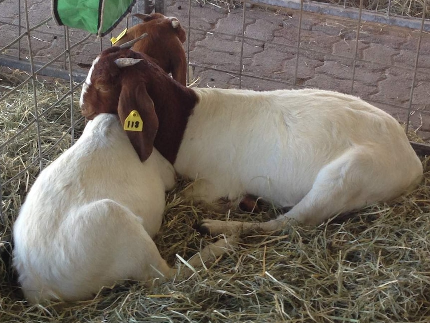 Two goats sleeping, with one resting its head on the other's back